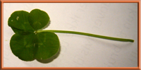 4-leaf clover