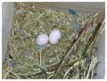 birds eggs