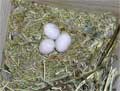 birds eggs