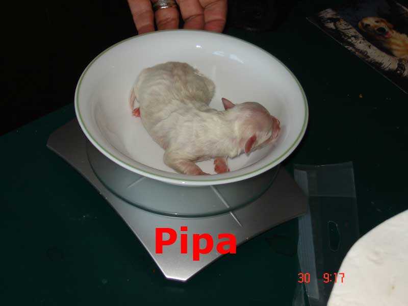 Pipa