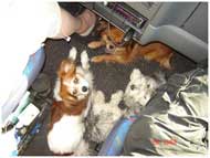 dogs in camper